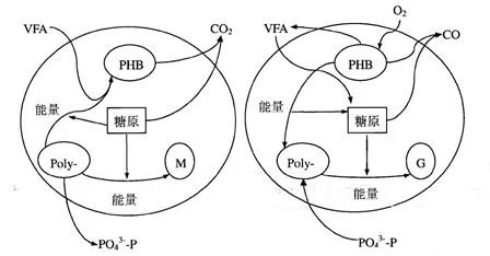 為什么你的生物除磷不達標？